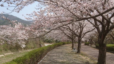 亀岡市さくら公園・七谷川沿いにホボ満開の桜を見物